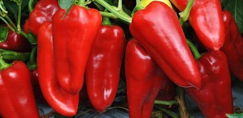 Буратино F1 (Россия, 1995)