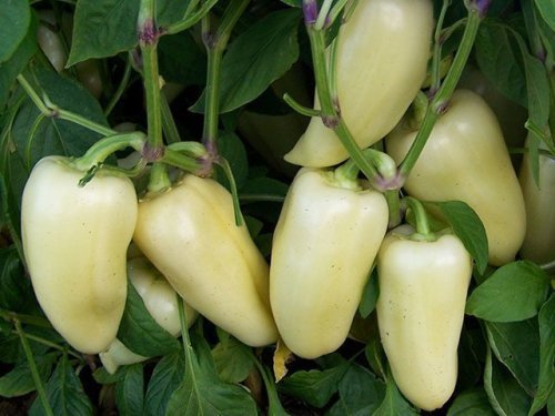 Хаски F1 (Нидерланды, 2015)