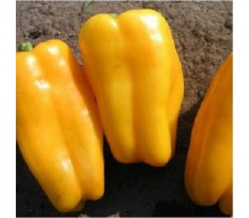 Требия F1 (Япония — Франция, в реестре России с 2018)