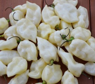 Фатали белый (Fatalii White)