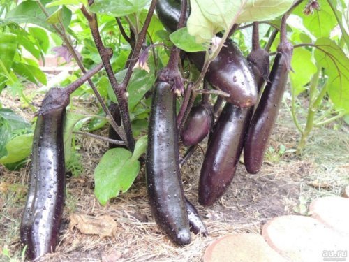 Король Севера F1 (Россия, в реестре отсутствует)