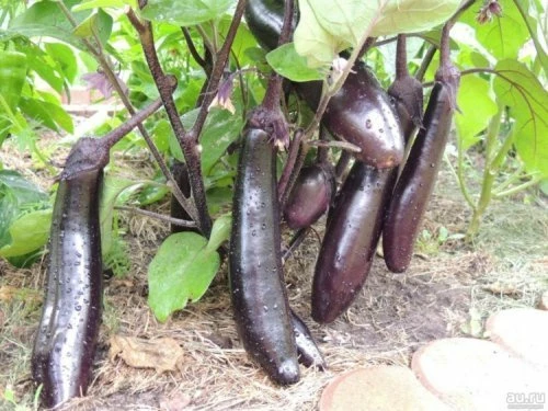 Король Севера F1 (Россия, в реестре отсутствует)