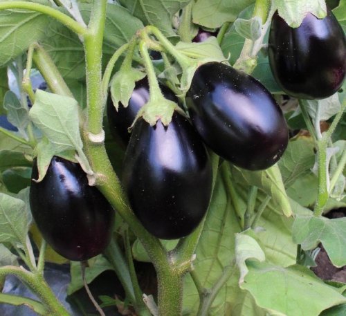 Щелкунчик F1 (Россия, 2001)