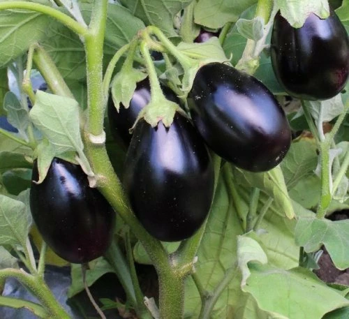 Щелкунчик F1 (Россия, 2001)