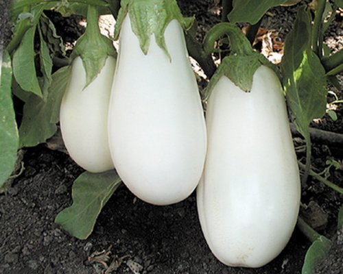 Бибо F1 (Нидерланды, 2008)