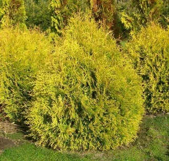 Рейнгольд, Reingold (Германия, 1904)