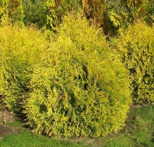 Рейнгольд, Reingold (Германия, 1904)