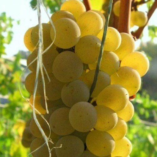 Солярис (Германия)