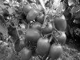 Ультраранние сорта низкорослых томатов