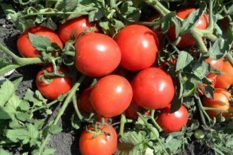 лучшие низкорослые томаты для открытого грунта