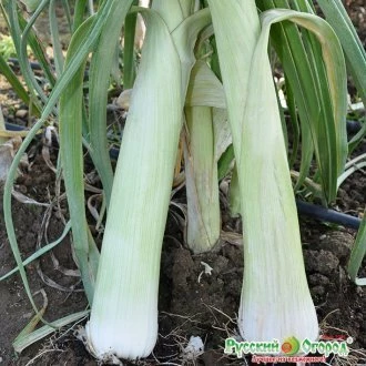 Русский размер (Россия, в реестр не внесен)