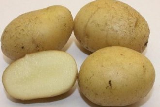 10 лучших сортов картофеля