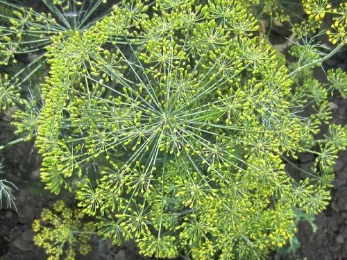 10 лучших сортов укропа