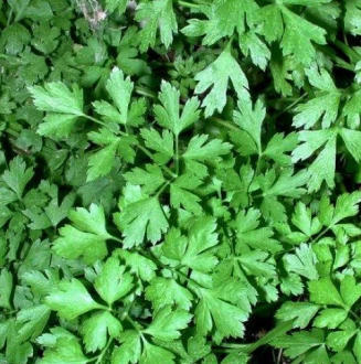 Карнавал (Чехия, 1997)