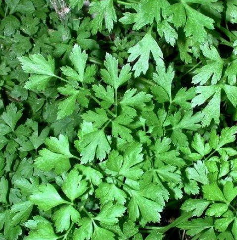 Карнавал (Чехия, 1997)