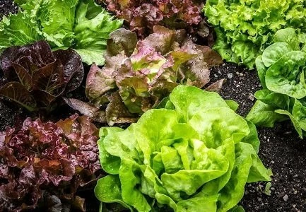 12 лучших сортов салата