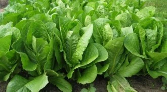 Московский парниковый (Россия, 1955)