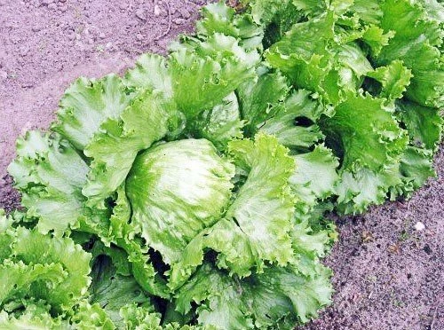 Тарзан (Чехия, 1997)