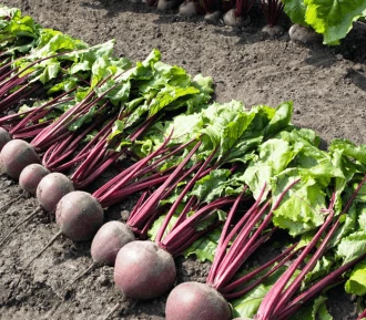 Пабло F1 (Голландия, 1993)