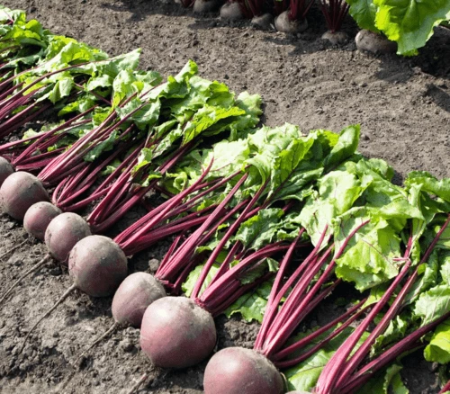 Пабло F1 (Голландия, 1993)