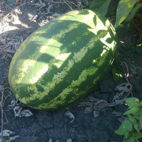 Фарао F1 (Голландия, 2006)