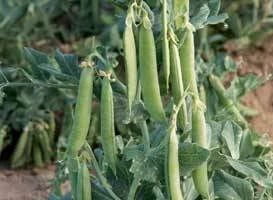 Грюнди (Голландия, 2011)