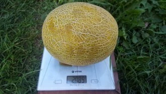 Мануэла F1 (Израиль, 2014)