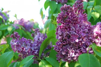 М.И. Калинин (Колесников, 1941)