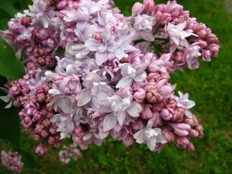 Маршал Василевский (Колесников, 1963)