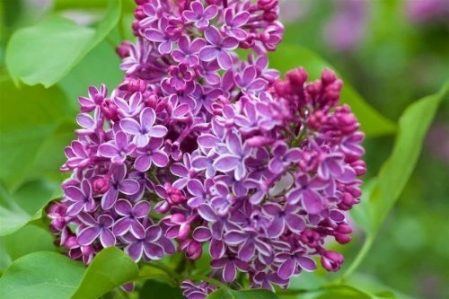 Джамбул (Колесников, 1921)