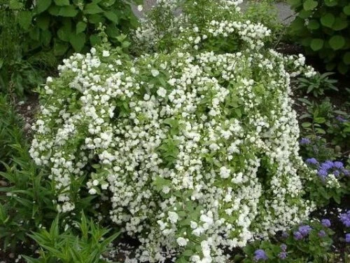 Manteau d' Hermine (Горностаевая мантия)