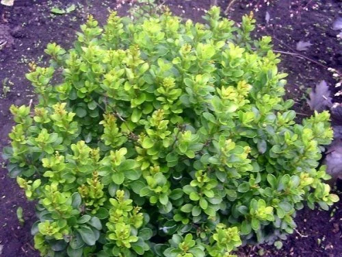 Кобольт (Kobolt)