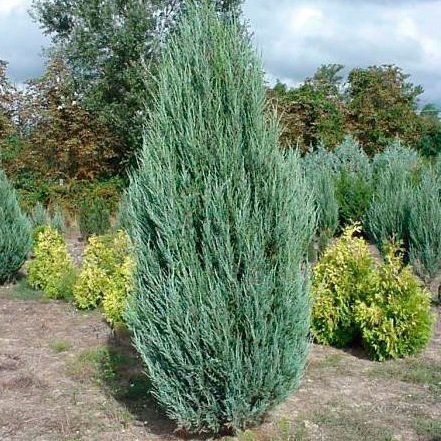 Skyrocket (Скайрокет)