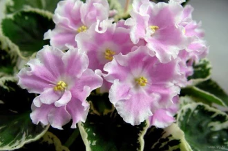 Pink Sensation (Sorano)