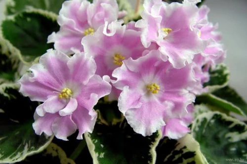 Pink Sensation (Sorano)