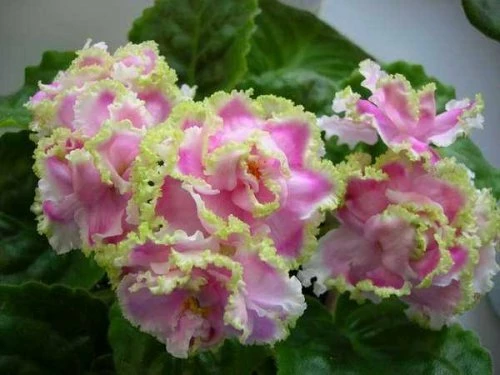 Зима улыбается (Б. Макуни)