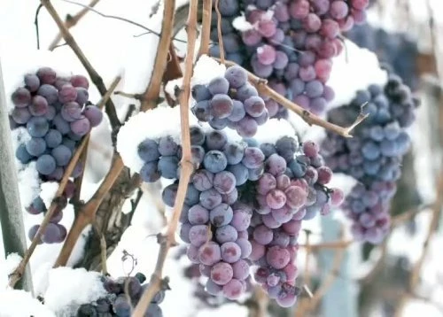 10 лучших неукрывных сортов винограда