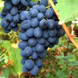 10 лучших неукрывных сортов винограда