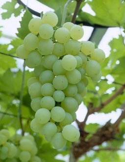 10 лучших неукрывных сортов винограда