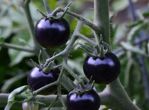 10 лучших сортов черных томатов