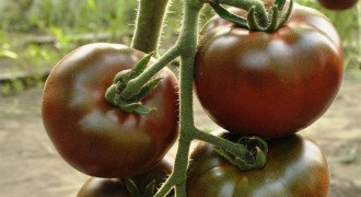 10 лучших сортов черных томатов