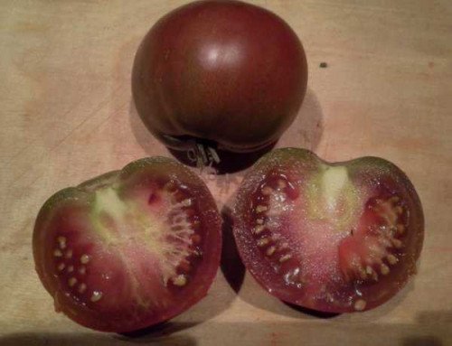 Поль Робсон (Россия)