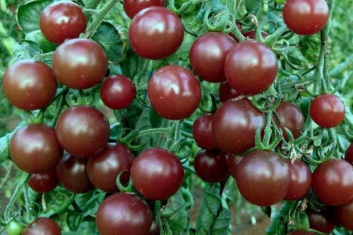 Диковинка (Россия, 2015)