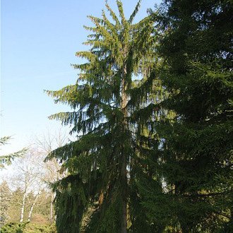 Pendula Major (ель обыкновенная)