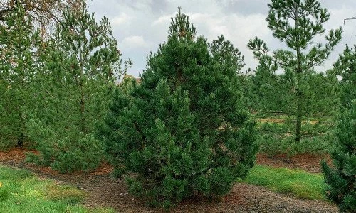 Gnom (сосна горная)