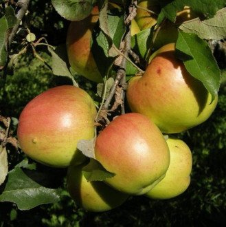 Сорта яблонь для Ленинградской области названия, фото, описание