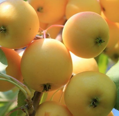 Уральское наливное