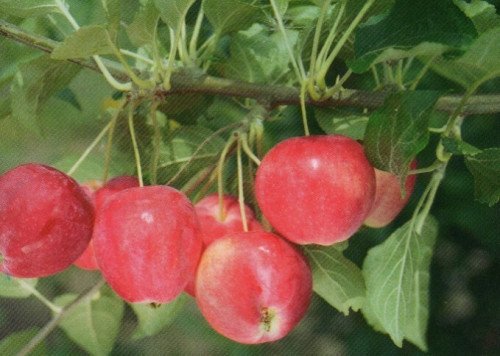 Горноалтайское