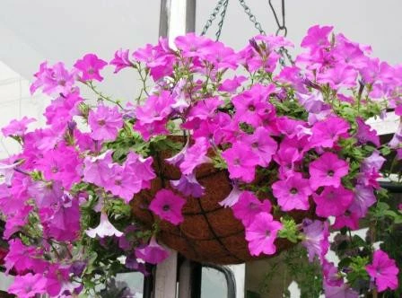 Сиреневый прибой (Россия)