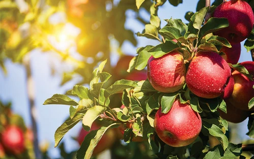 10 лучших сортов яблонь для Подмосковья